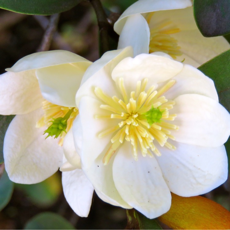 Plant image Michelia Yunnanensis syn. Michelia laevifolia, Magnolia Yunnanensis, Magnolia laevifolia