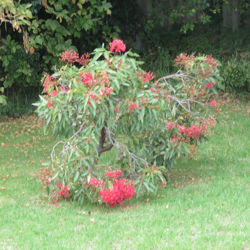 Corymbia ficifolia syn. Eucalyptus ficifolia