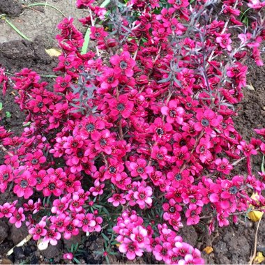 Leptospermum