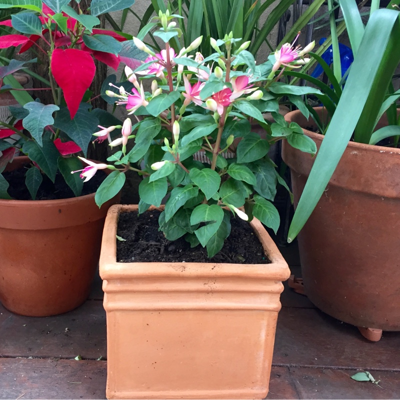 Fuchsia (Half Hardy)