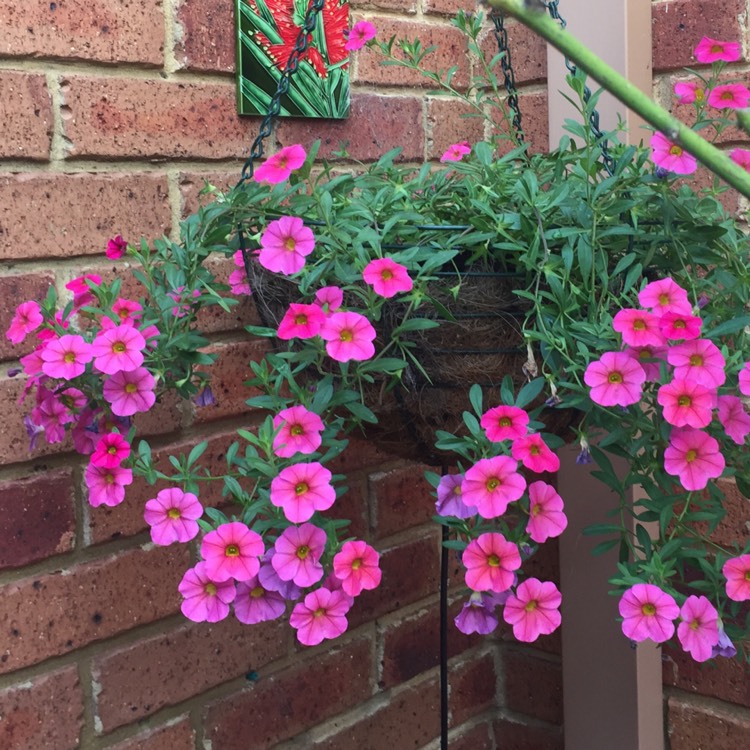 Plant image Calibrachoa 'Can Can Rosie's Magenta'