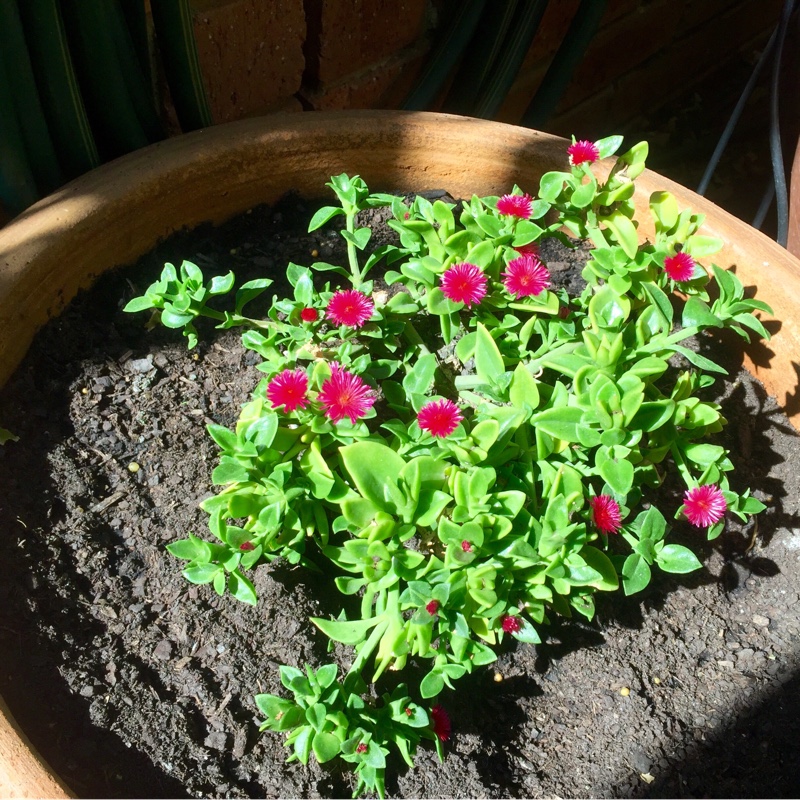 Aptenia cordifolia