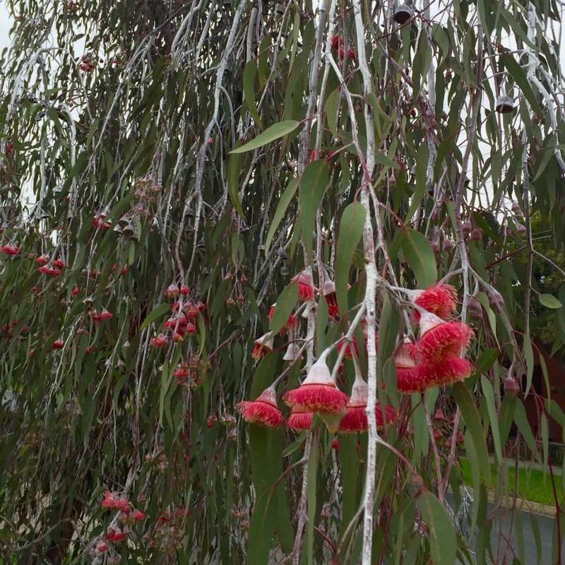 Corymbia ficifolia syn. Eucalyptus ficifolia