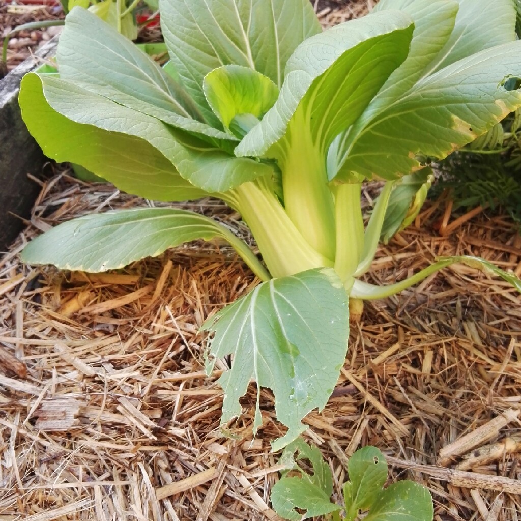 Pak Choi