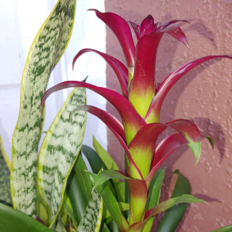 Plant image Guzmania lingulata