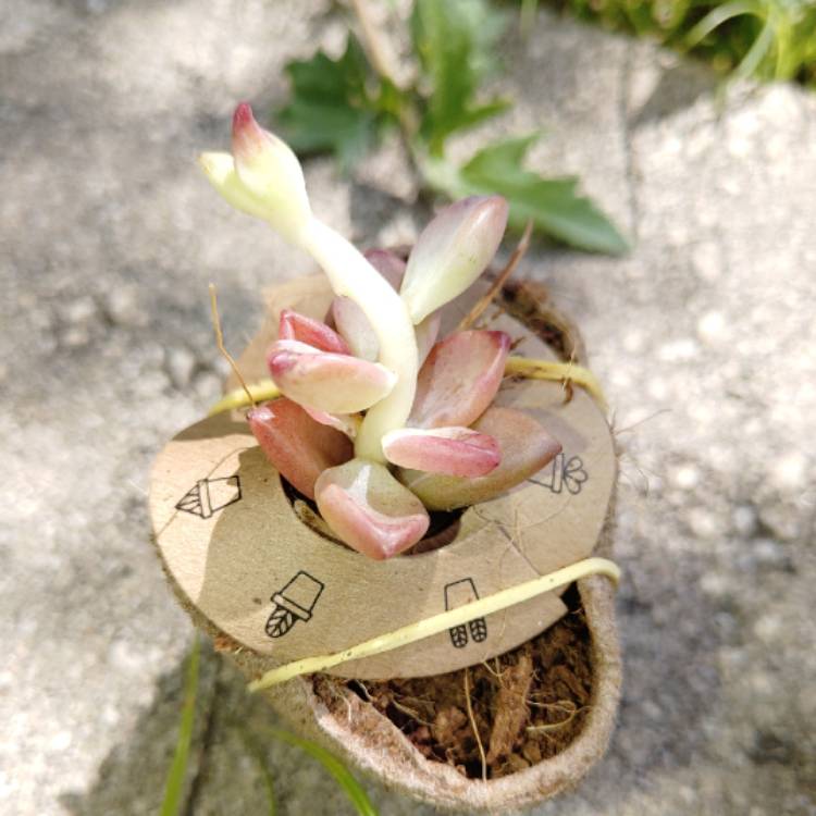 Plant image x Graptosedum Bronze Variegata