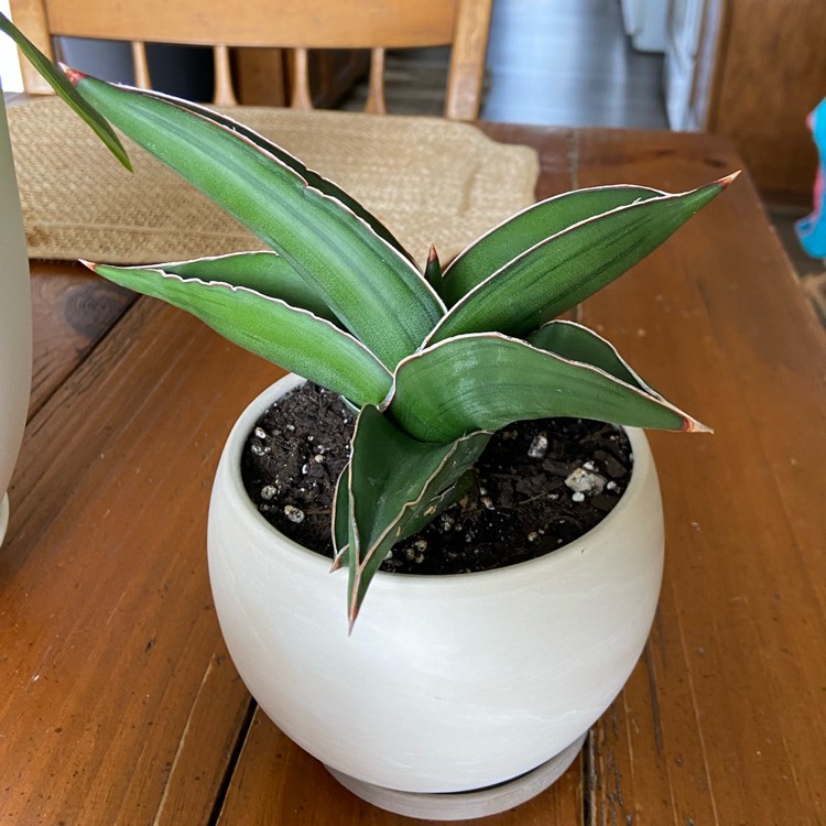 Plant image Sansevieria ehrenbergii