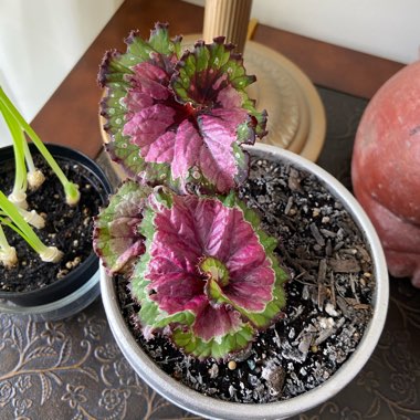 Begonia (Rex Cultorum Group) 'Escargot' syn. Begonia rex 'Escargot'