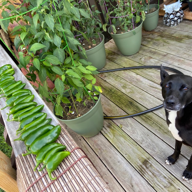 Plant image Capsicum Annuum 'Mammoth Jalapeno Pepper'