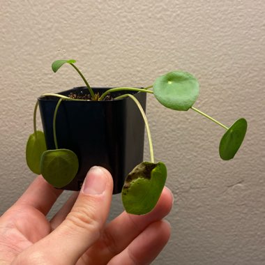 Pilea peperomioides