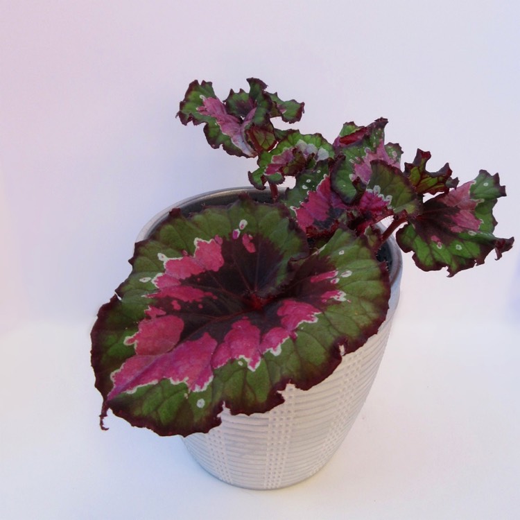 Plant image Begonia (Rex Cultorum Group) 'Escargot' syn. Begonia rex 'Escargot'