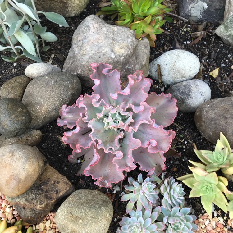 Plant image Echeveria Pastel