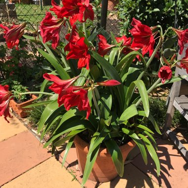 Hippeastrum (Amaryllis)