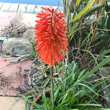 Red Hot Poker