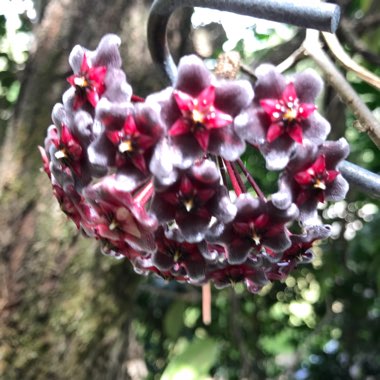 Hoya 'Royal Hawaiian Purple'