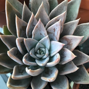 Echeveria 'Silver Queen'