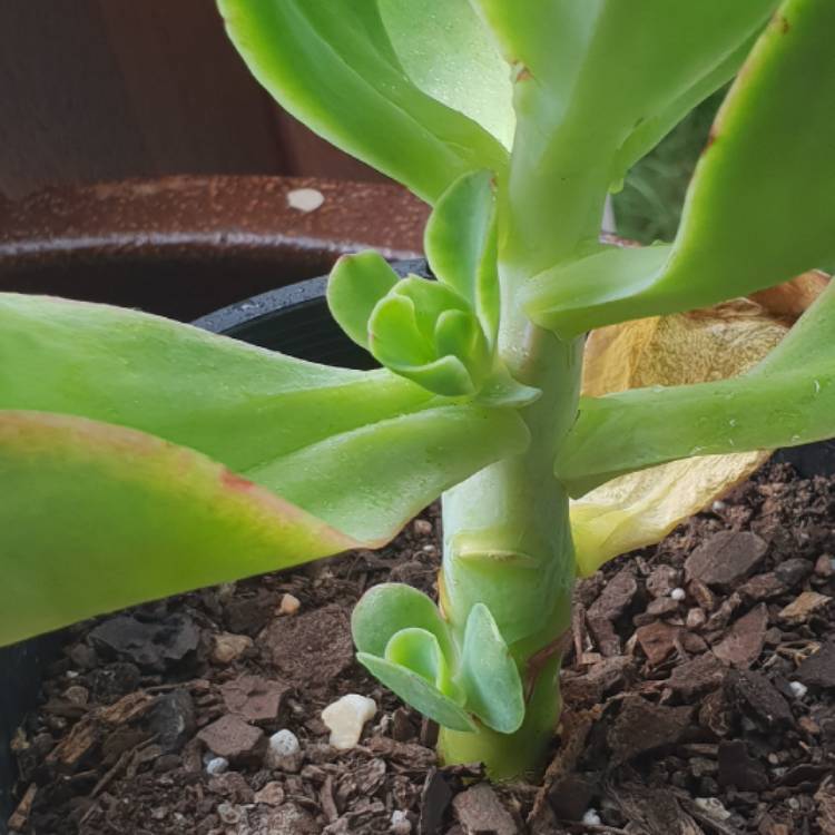 Plant image Echeveria Pallida