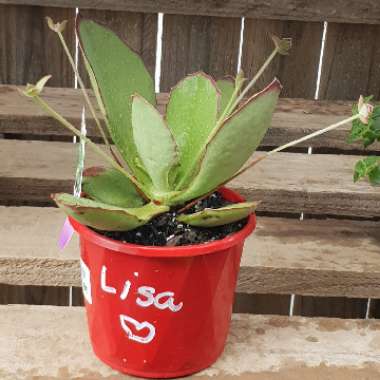 Kalanchoe Synsepala 'Gremlin'