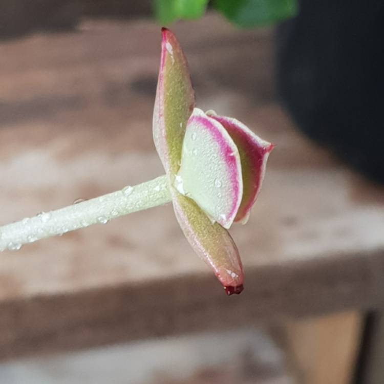 Plant image Kalanchoe Synsepala 'Gremlin'