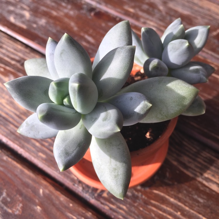 Plant image Pachyphytum Moon Silver