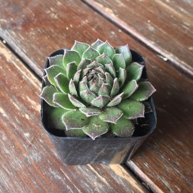 Sempervivum