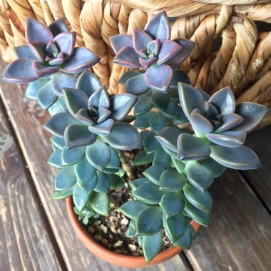 x Graptosedum Bronze