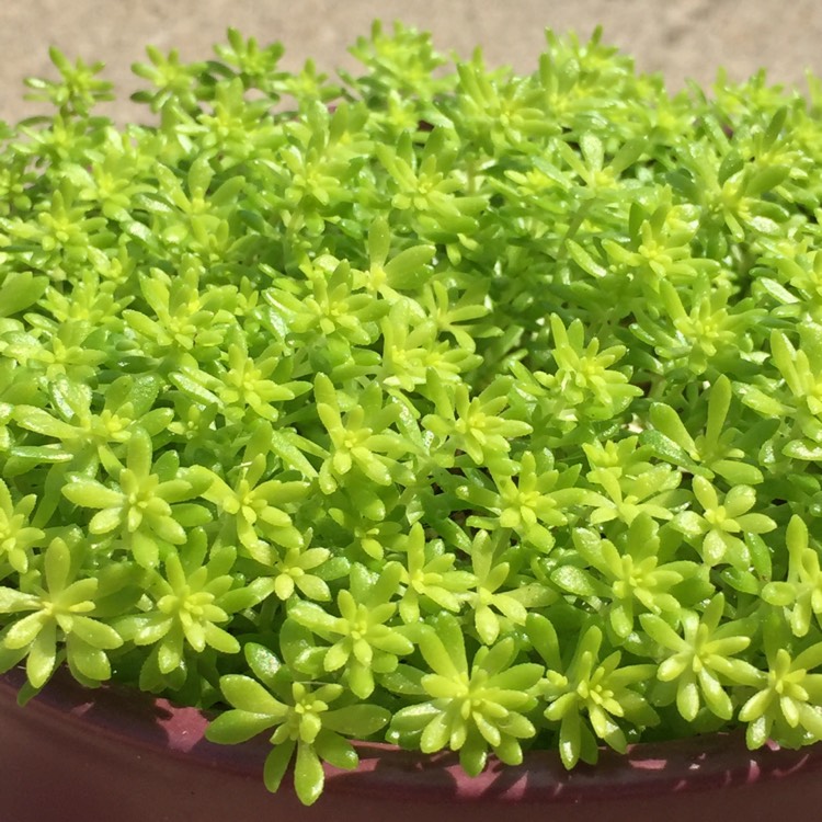 Plant image Sedum japonicum 'Tokyo Sun'