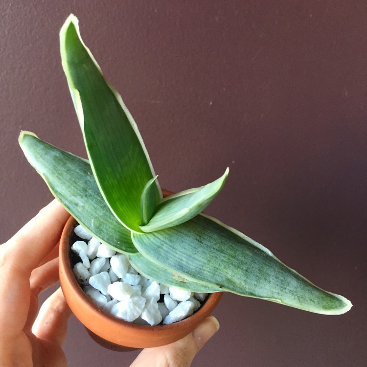 Plant image Aloe Striata