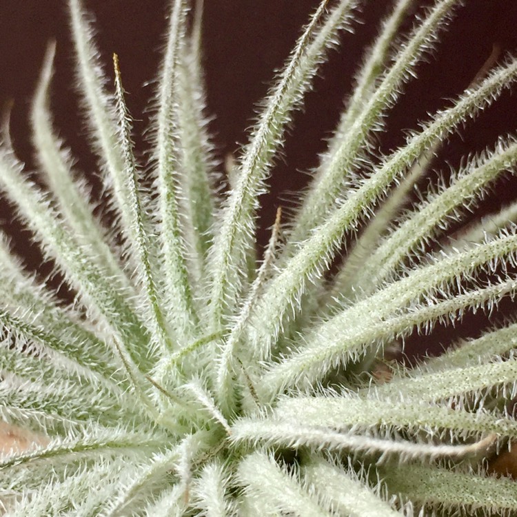 Plant image Tillandsia tectorum