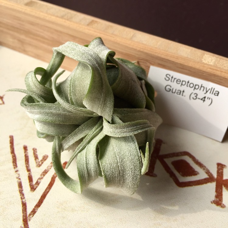 Plant image Tillandsia streptophylla