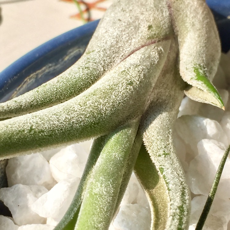 Plant image Tillandsia seleriana