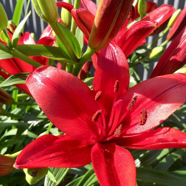 Plant image Lilium 'Black Out'