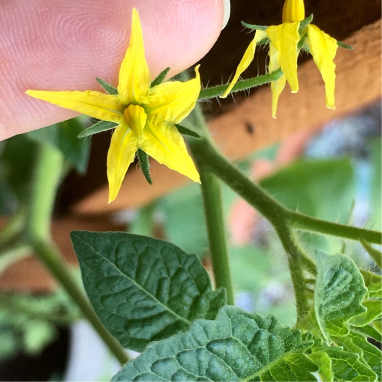 Plant image Solanum Lycopersicum var. cerasiforme 'Sweetie'