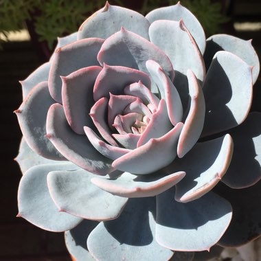 Echeveria Desmetiana v. Subsesslis