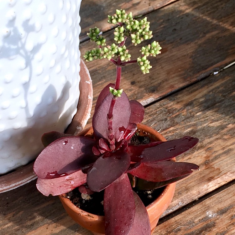 Plant image Crassula platyphylla 'Burgundy'