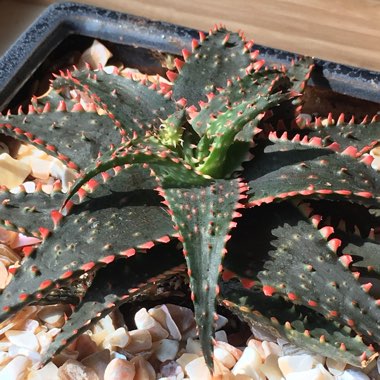 Aloe 'Christmas Sleigh'