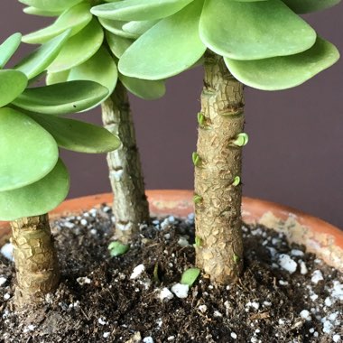 Portulaca Molokiniensis 