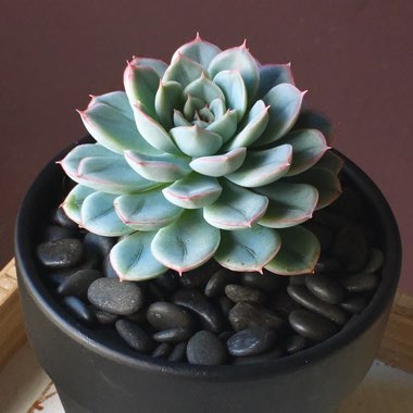 Echeveria Alfred