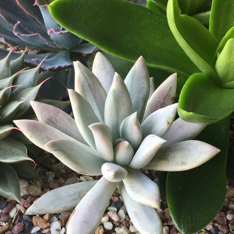 Plant image Pachyphytum hookeri Variegata