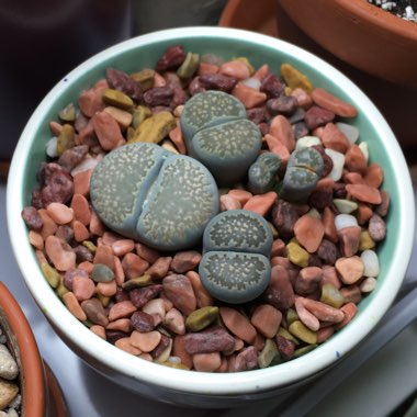 Lithops Salicola