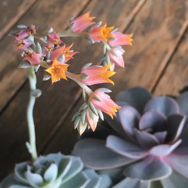 Echeveria Desmetiana v. Subsesslis