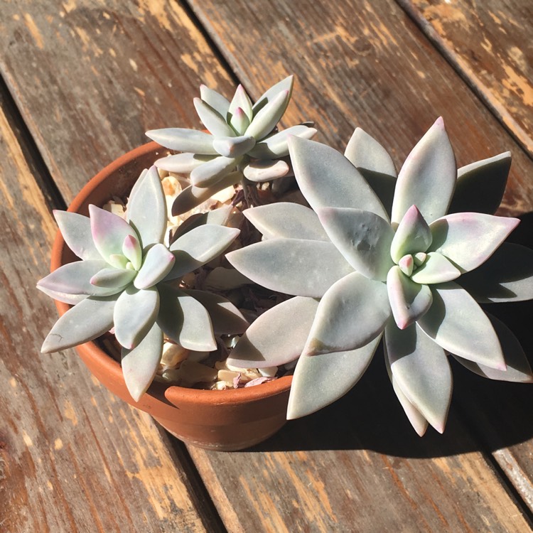 Plant image Graptopetalum Purple Haze