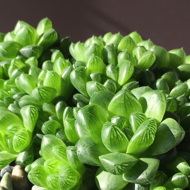 Plant image Haworthia cymbiformis var. obtusa