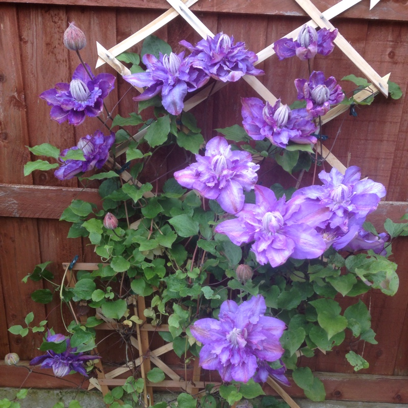 Clematis