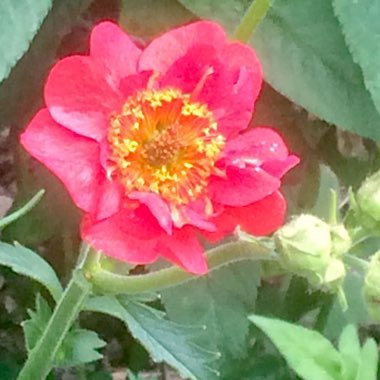 Geum 'Mrs J. Bradshaw' syn. Geum chiloense 'Mrs J. Bradshaw'