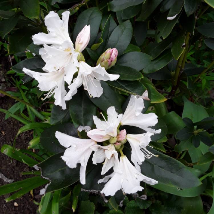 plant image 1014160