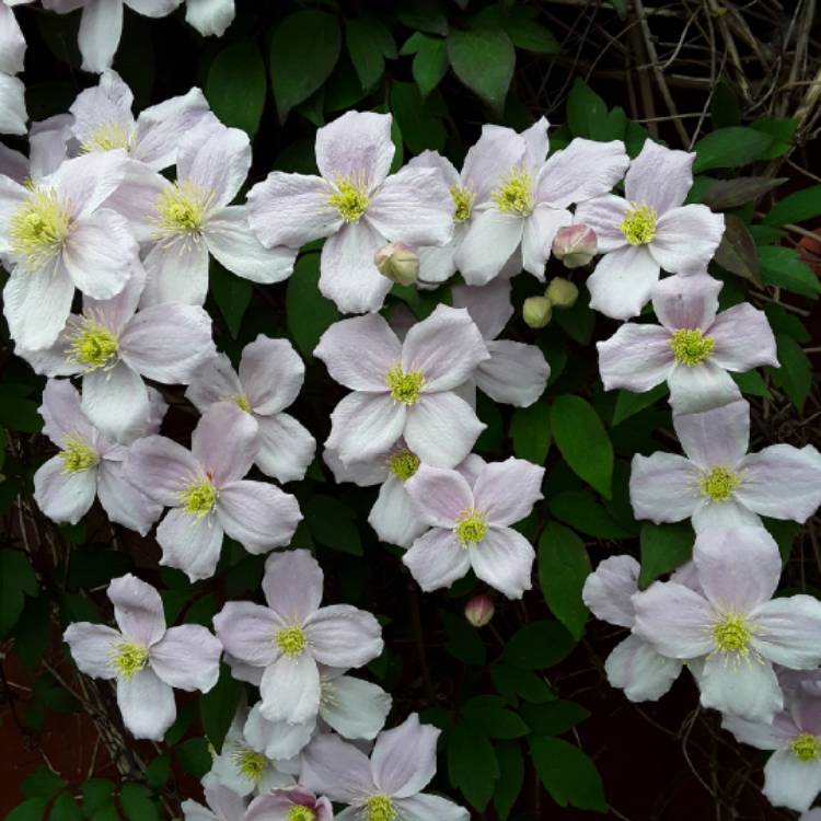 Plant image Clematis Montana Wilsonii