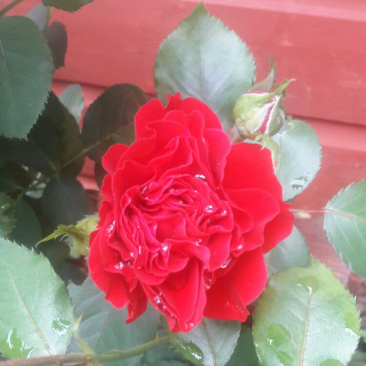 Plant image Rosa 'Flower Carpet Red'