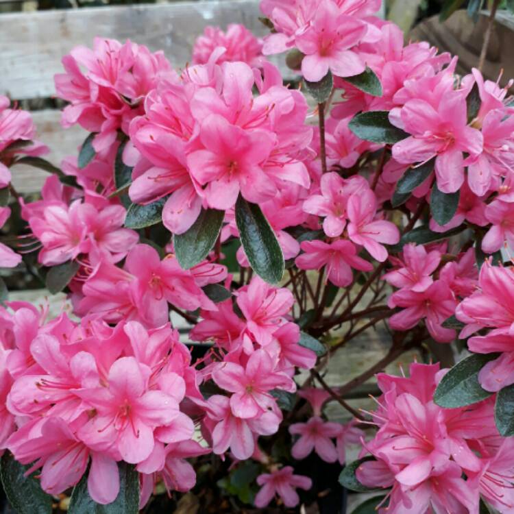 Plant image Rhododendron obtusum 'Silvester'