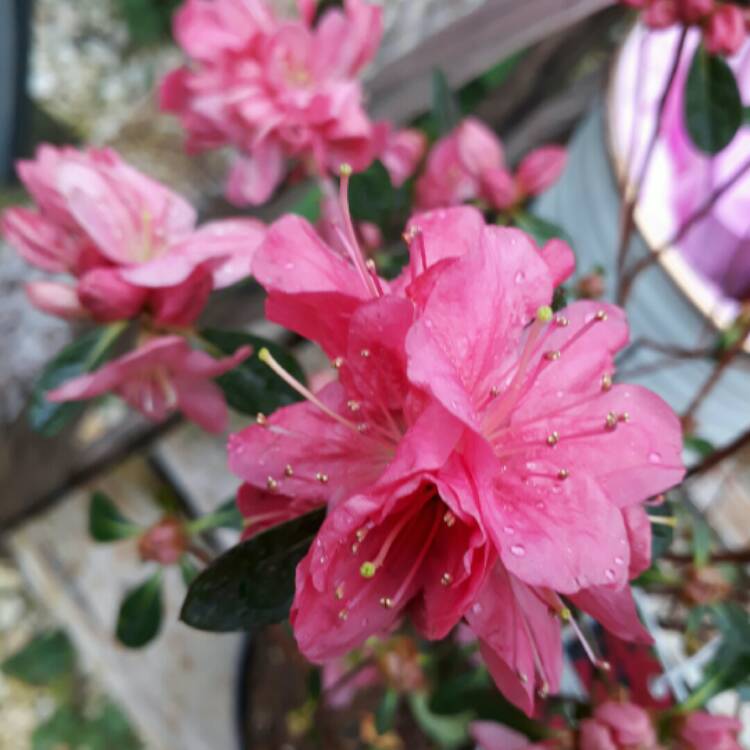 Plant image Rhododendron japonica 'Madame Galle'